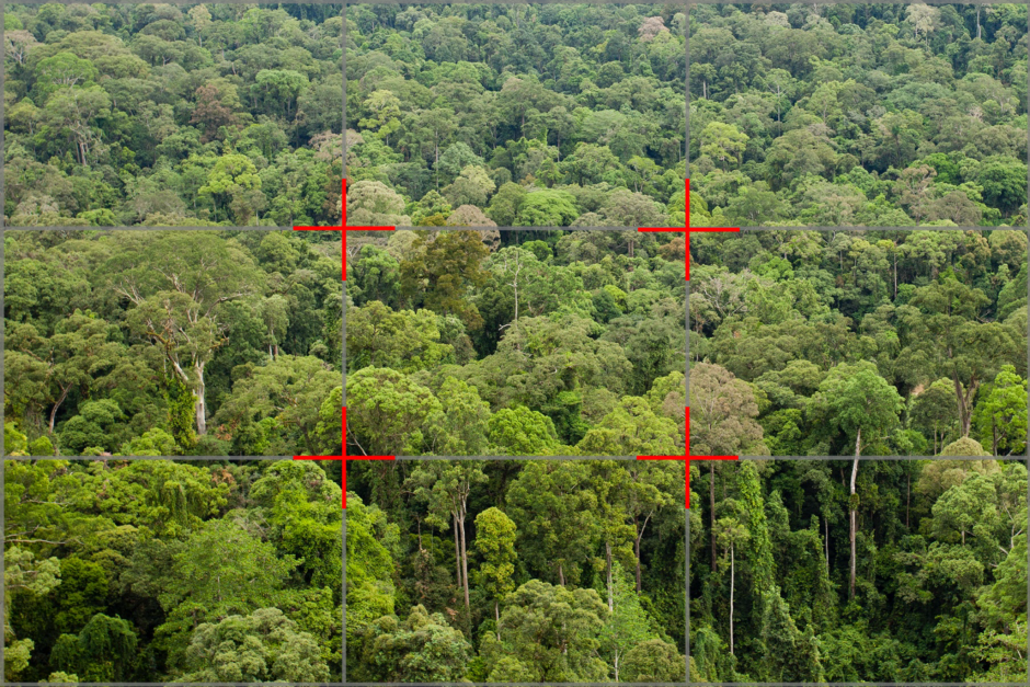 an aerial photo of a rain forest in Borneo with rule of thirds